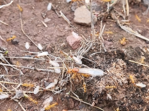 Honeypot Ant Navajo — 10