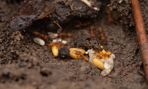 Dracula Ant — 2