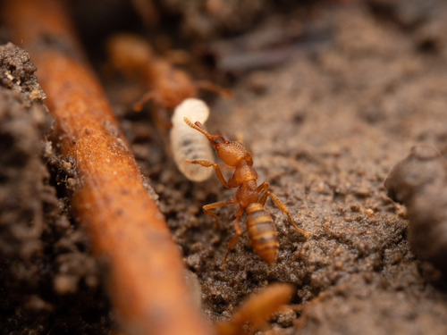 Dracula Ant — 5
