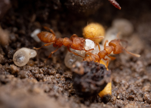Dracula Ant — 6