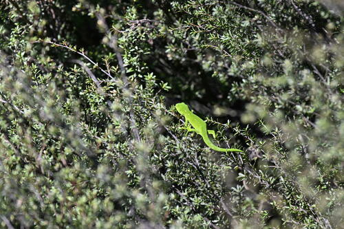 Auckland Green Gecko — 8
