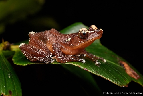 Cinnamon Frog — 3