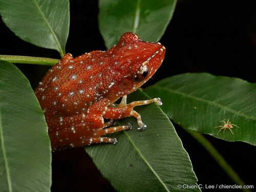 Cinnamon Frog — 8