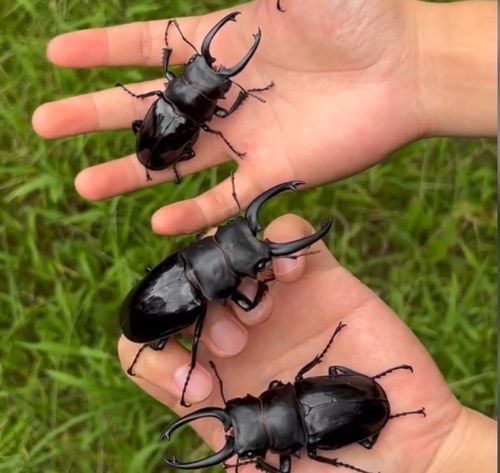 Siva Stag Beetle — 1