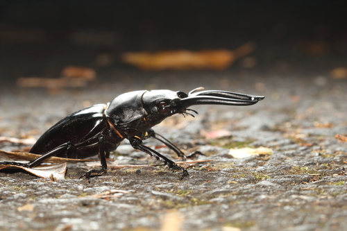 Siva Stag Beetle — 3