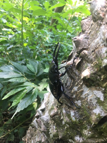 Siva Stag Beetle — 5