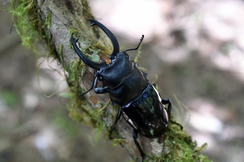 Siva Stag Beetle — 9