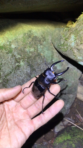 Siva Stag Beetle — 10