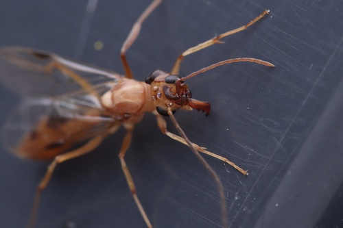 Odontomachus monticola — 2