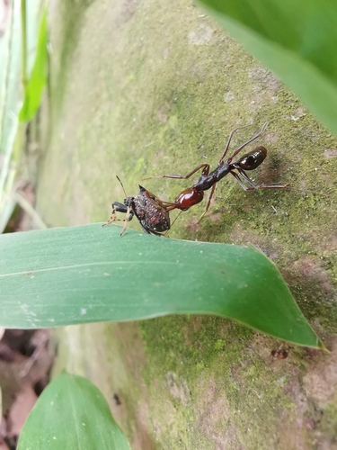 Odontomachus monticola — 4