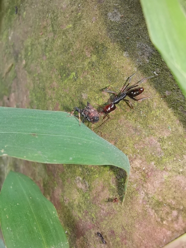 Odontomachus monticola — 5