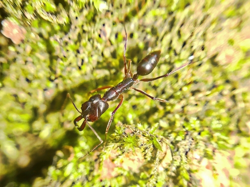 Odontomachus monticola — 10