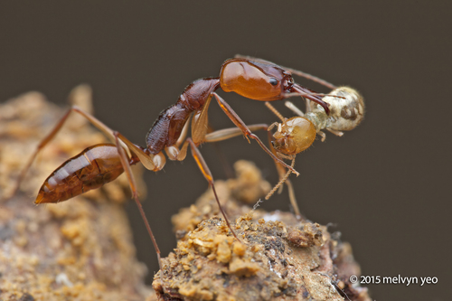 Odontomachus rixosus — 1