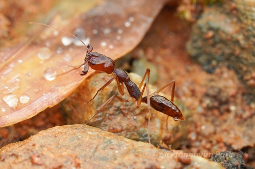 Odontomachus rixosus — 5