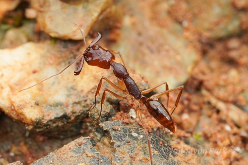 Odontomachus rixosus — 6