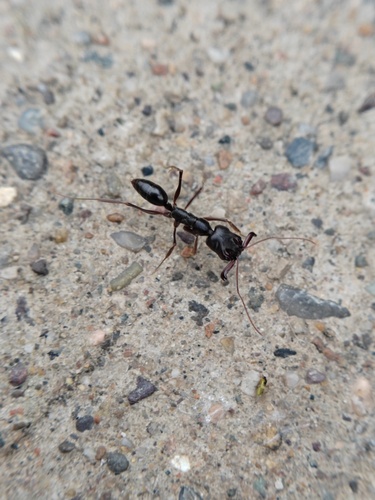 Odontomachus rixosus — 7