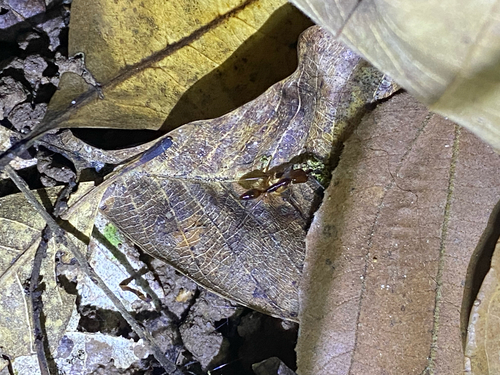 Odontomachus rixosus — 8