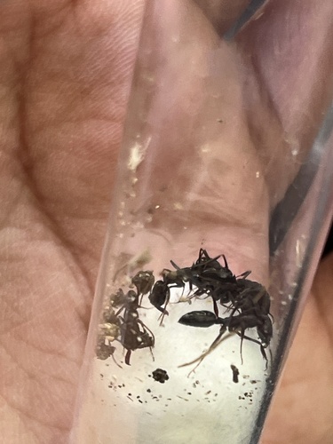 Trap-Jaw Ant tropicale — 3