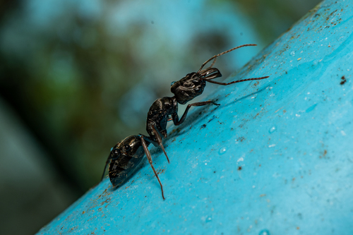 Trap-Jaw Ant tropicale — 7