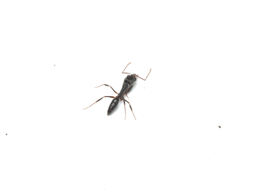 Trap-Jaw Ant tropicale — 10
