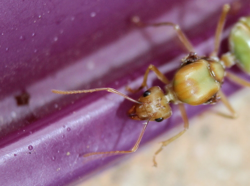 Asian Weaver Ant — 5