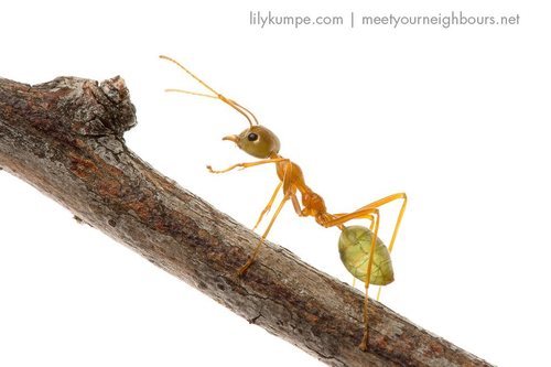 Asian Weaver Ant — 9