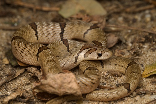 Kukri Snake bandé — 1