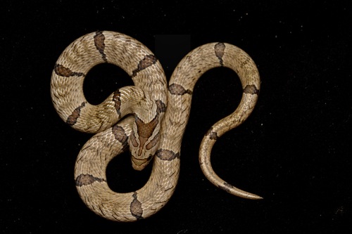 Kukri Snake bandé — 2