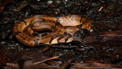 Kukri Snake bandé — 10
