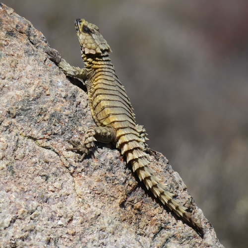 Armadillo Lizard — 2