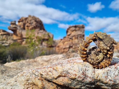 Armadillo Lizard — 7