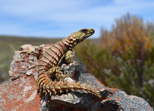 Armadillo Lizard — 9