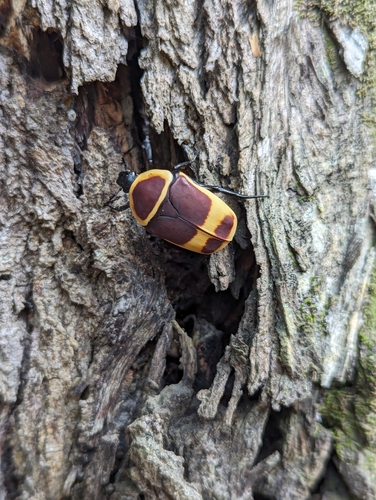 Sun Beetle — 3