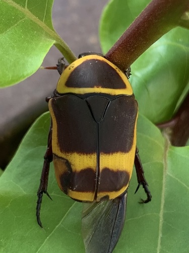 Sun Beetle — 5