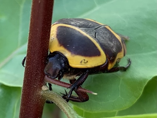Sun Beetle — 6