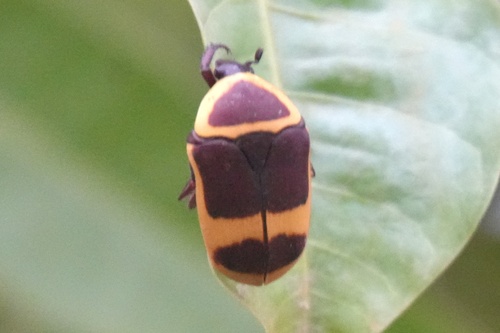 Sun Beetle — 9