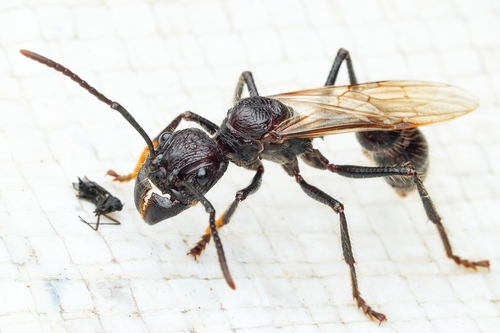 Bullet Ant — 4