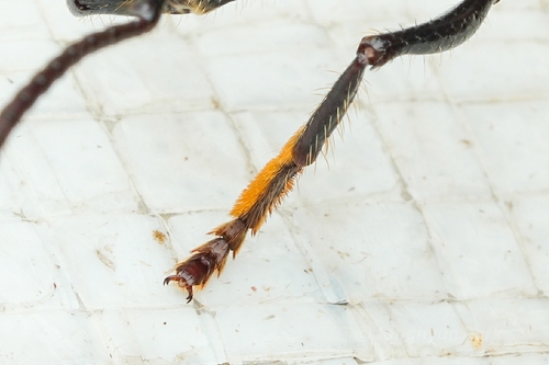 Bullet Ant — 6