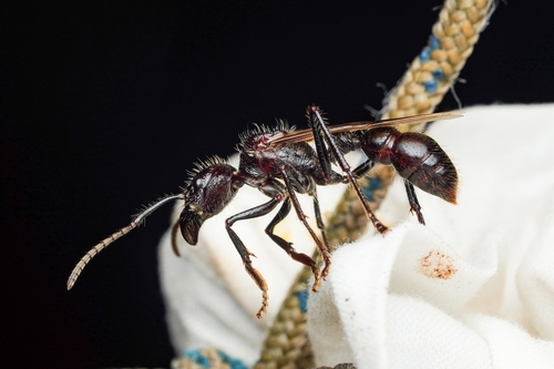 Bullet Ant — 8