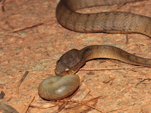 Keeled Slug Snake — 2