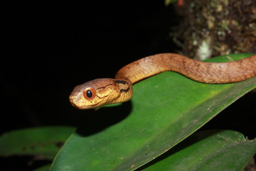 Keeled Slug Snake — 4