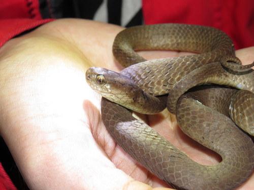 Keeled Slug Snake — 5