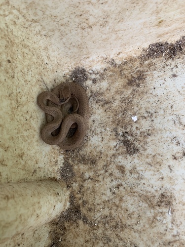 Keeled Slug Snake — 7