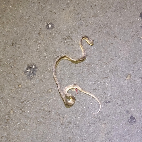 Keeled Slug Snake — 8
