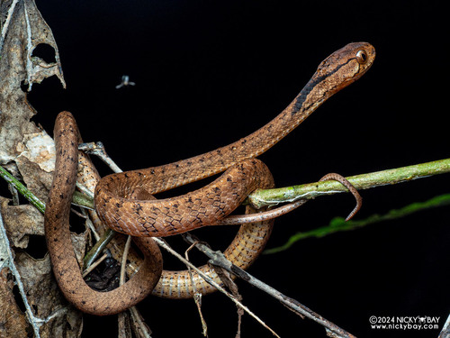 Keeled Slug Snake — 10