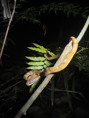 Iwasaki's Snail-eater — 4