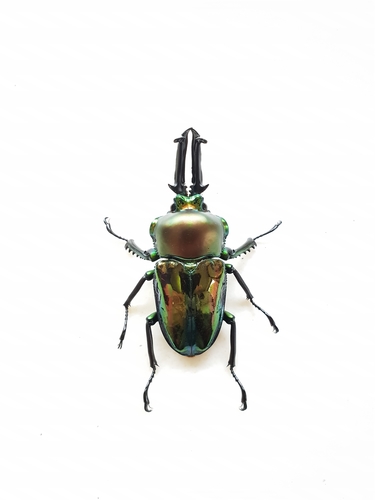 Rainbow Stag Beetle — 1