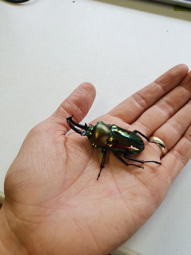 Rainbow Stag Beetle — 2