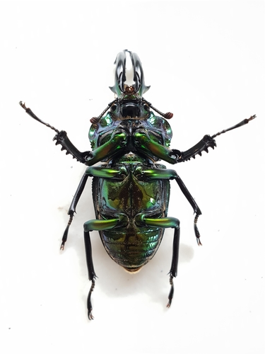 Rainbow Stag Beetle — 3