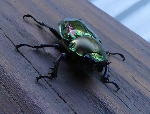 Rainbow Stag Beetle — 6